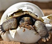 Turtle birth